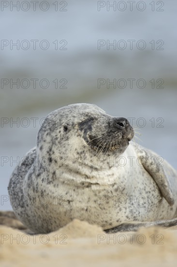 Common or harbor seal (Phoca vitulina) adult animal sleeping on sand of a seaside beach, England,