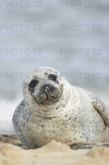 Common or harbor seal (Phoca vitulina) adult animal on sand of a seaside beach, England, United
