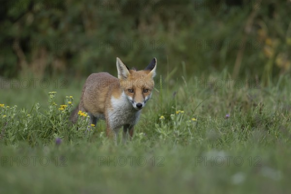 Red fox (Vulpes vulpes) juvenile baby cub animal in countryside grassland with wildflowers in