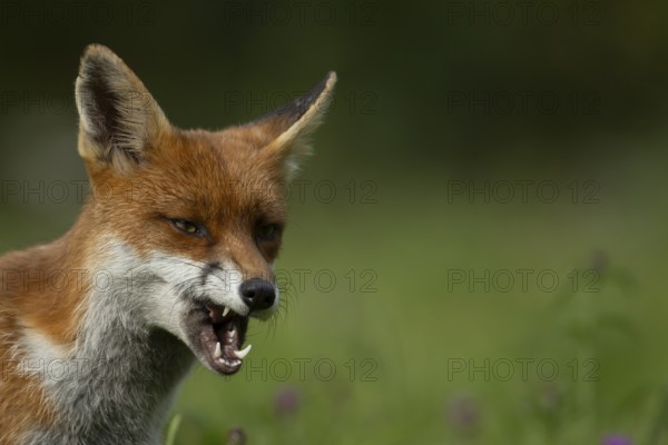Red fox (Vulpes vulpes) adult animal in countryside grassland snarling with its mouth open,