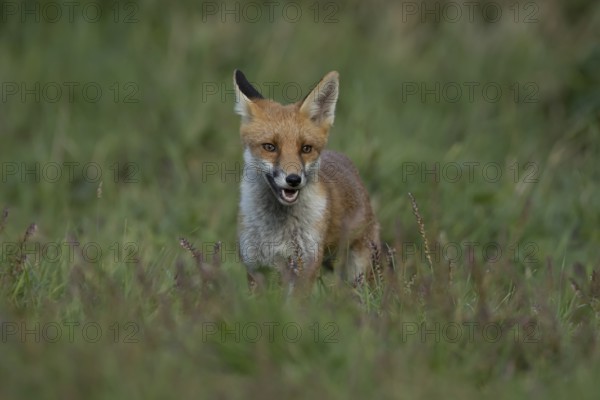 Red fox (Vulpes vulpes) juvenile baby cub animal in countryside grassland in summer, England,