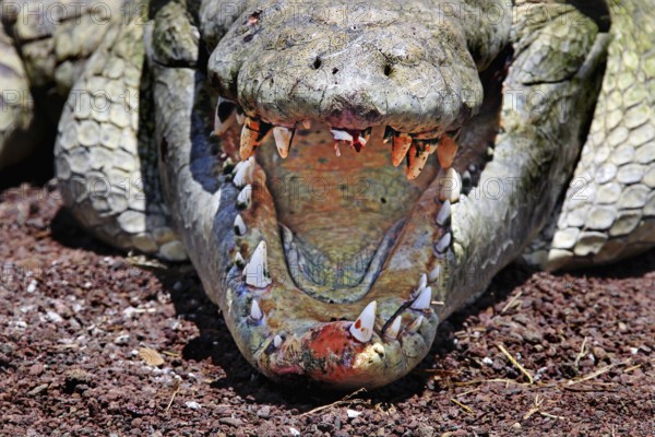Crocodile with wide mouth showing impressive teeth and textures on an earthy surface, Chamo, Nech