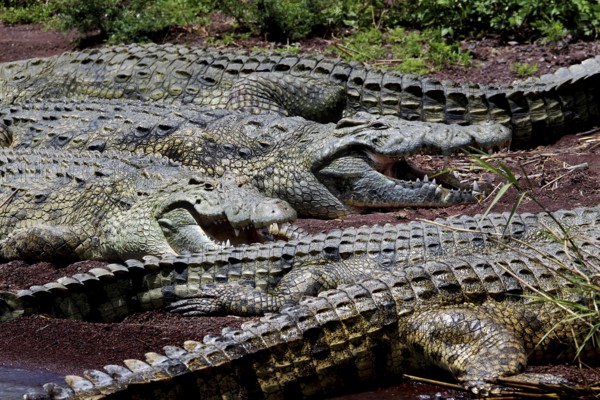 Several crocodiles huddled together on the muddy shores of Lake Chamo, Nech Sar National Park,