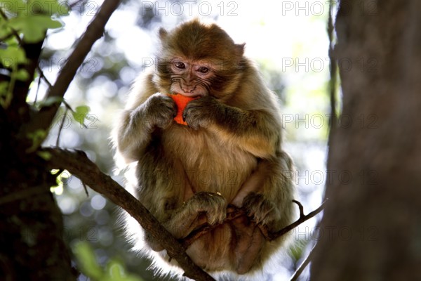 Barbary monkey sitting in a tree enjoying a meal surrounded by green foliage, Azrou, Middle Atlas,