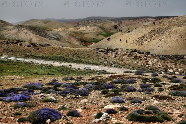 The landscape stretches through dry hills dotted with purple flowers in Col Ouzad, Col Ouzad, Béni