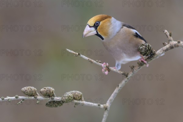 Hawfinch (Coccothraustes coccothraustes), male in winter on a larch branch with cones, Swabian Alb