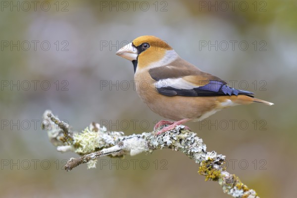 Hawfinch (Coccothraustes coccothraustes), male in winter on a branch covered with lichen, Swabian