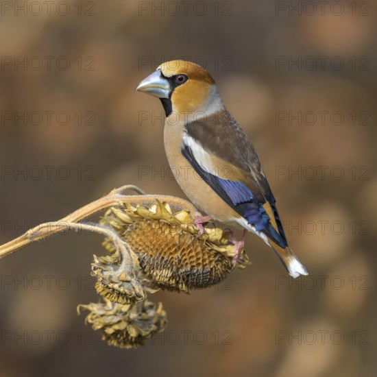 Hawfinch (Coccothraustes coccothraustes), male in breeding plumage on sunflower fruit, Swabian Alb