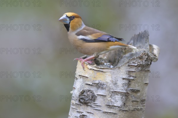 Hawfinch (Coccothraustes coccothraustes), male in breeding plumage on birch trunk, Swabian Alb