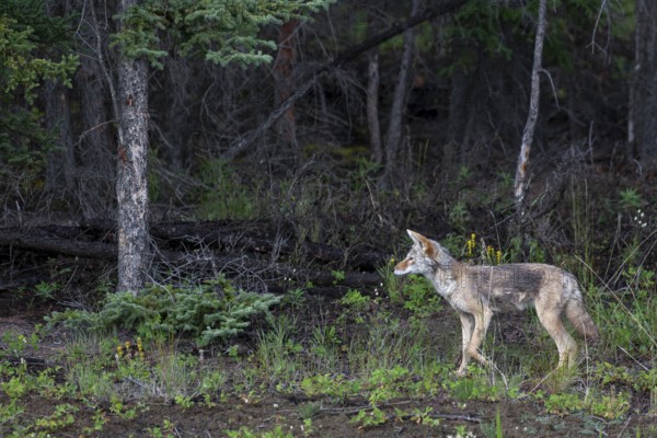 This coyote (Canis latrans) accompanies a grizzly bear (Ursus arctos) to profit from its supposed