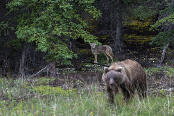 Coyote (Canis latrans) observing a grizzly bear (Ursus arctos) foraging for food, Alaska Highway,