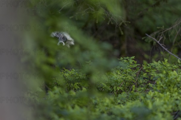The raccoon dog (Nyctereutes procyonoides) remains motionless for minutes and watches me, neozoan,
