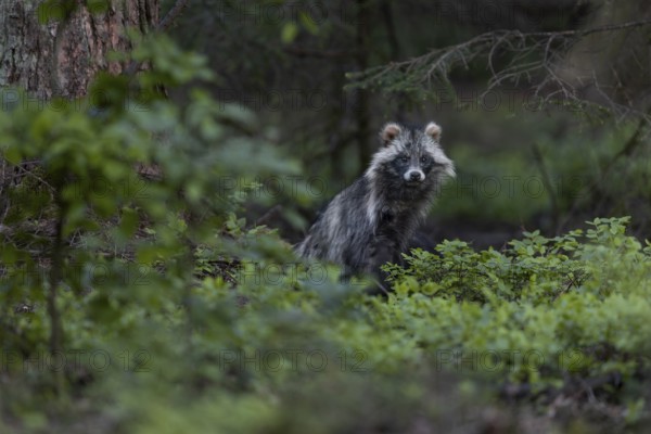 The tanuki (Nyctereutes procyonoides) fixates me continuously while the young play among the