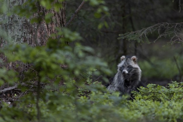 A few minutes pass, then the tanuki (Nyctereutes procyonoides) seems to relax a little, neozoan,