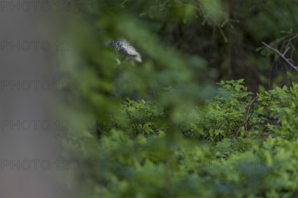 As I slowly push myself behind a tree, the raccoon dog (Nyctereutes procyonoides) becomes curious