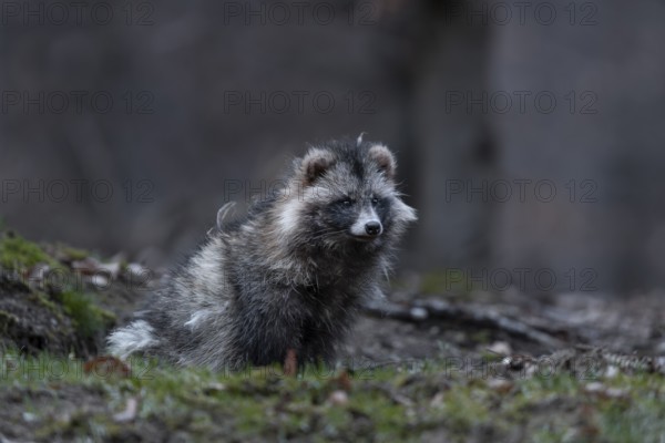 A raccoon dog (Nyctereutes procyonoides) sits relaxed in front of the cave entrance, neozoan,