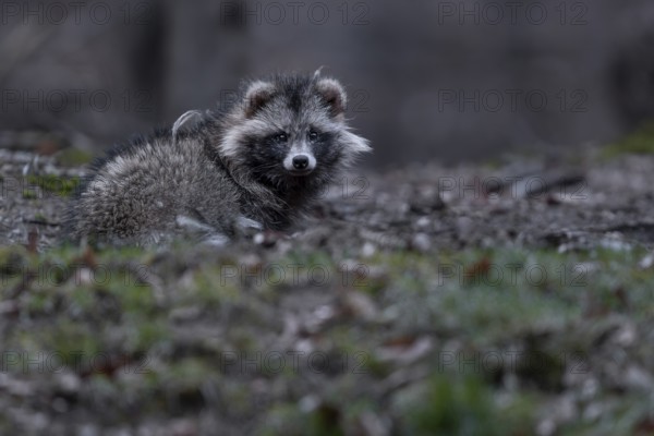 A raccoon dog (Nyctereutes procyonoides) resting in front of the cave entrance, neozoan, neobiont,