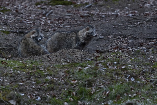 The raccoon dog (Nyctereutes procyonoides) on the right is the male, it is significantly larger in