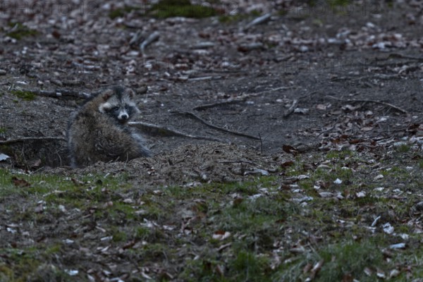 The old roof castle has got new roommates, a pair of raccoon dogs (Nyctereutes procyonoides) has