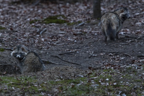 The male raccoon dog (Nyctereutes procyonoides) makes a very relaxed impression and explores the