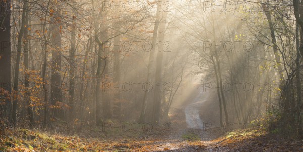 Pilgrim trail, forest trail in warm autumn light with sunrays, foggy morning mood, soft rays of