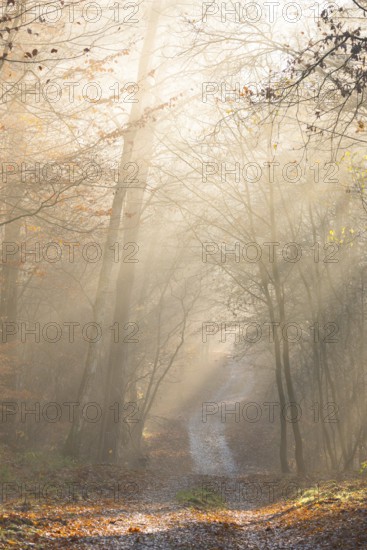 Pilgrim trail, forest trail in warm autumn light with sun rays, foggy morning mood, soft rays of