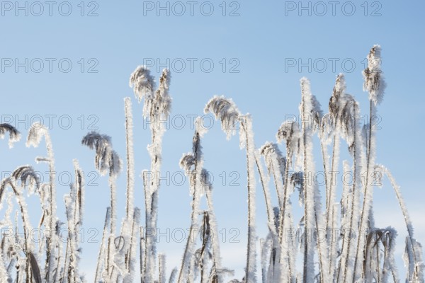 Reed fronds covered with ice crystals, stalks and leaves of reeds (Phragmites australis) or reeds,