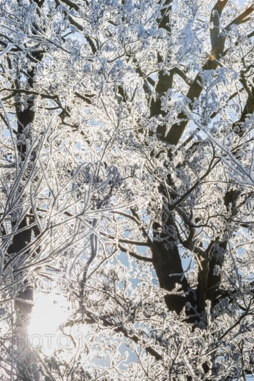 Treetops of willow (Salix) and black alder (Alnus glutinosa), also black alder or red alder,