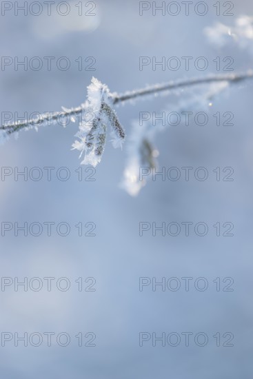 Delicate branch with ice crystals against a blue-grey, blurred background, young male flower