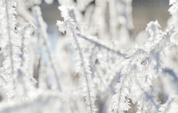 Close-up of icy grasses, blades of grass covered by ice crystals glowing in backlight, ice, grass,