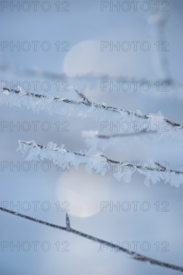 Icy branches with ice crystals against a blurred blue-grey background with bokeh effect, ice,