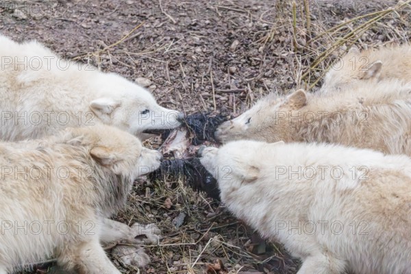 Arctic wolf (Canis lupus arctos), pack of wolves, eating, prey, sheep, forest, captive