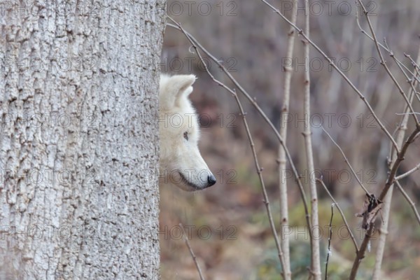 Arctic wolf (Canis lupus arctos), one animal, hiding behind a tree, forest, head, side view,