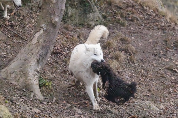 Arctic wolf (Canis lupus arctos), one animal, running, prey, sheep, forest, escape from the pack,