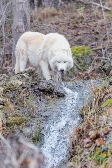 Arctic wolf (Canis lupus arctos), one animal, drinking, creek, water, forest, side view, captive