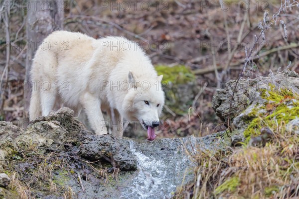 Arctic wolf (Canis lupus arctos), one animal, drinking, creek, water, forest, side view, captive