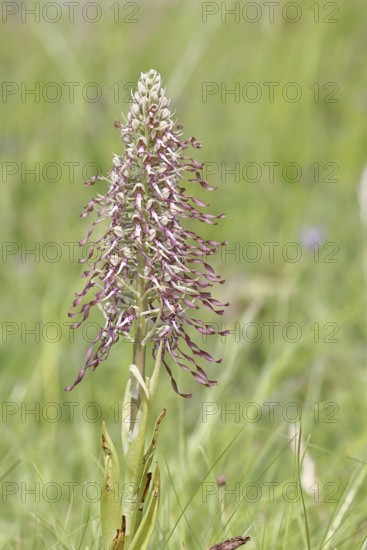 Quick selection Switch to large view AI generated Show similar images in new tab Add to Likebox: My