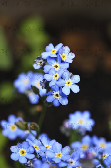 Marsh forget-me-not (Myosotis palustris), true forget-me-not in bloom in spring, Wilnsdorf, North
