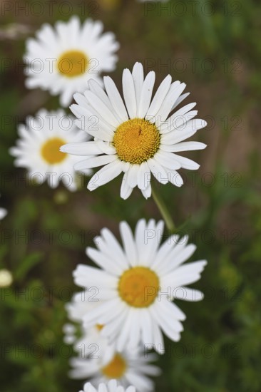 Daisy (Leucanthemum vulgare), several flowers in a meadow, close-up, macro, Wilnsdorf, North