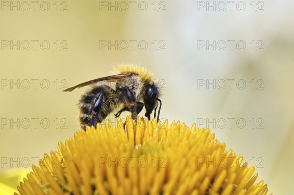 Field bumblebee (Bombus pascuorum), collecting nectar on a coneflower (Echinacea), close-up,