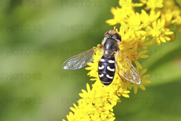 Scaeva pyrastri (Scaeva pyrastri), on Solidago canadensis (Solidago canadensis), Wilnsdorf, North