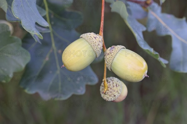 Acorns and leaves of the English oak (Quercus robur), autumn, Wilnsdorf, North Rhine-Westphalia,