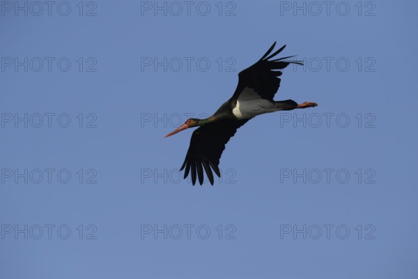 Black stork (Ciconia nigra) flying, A black stork flies in the clear sky, spreading its wings,