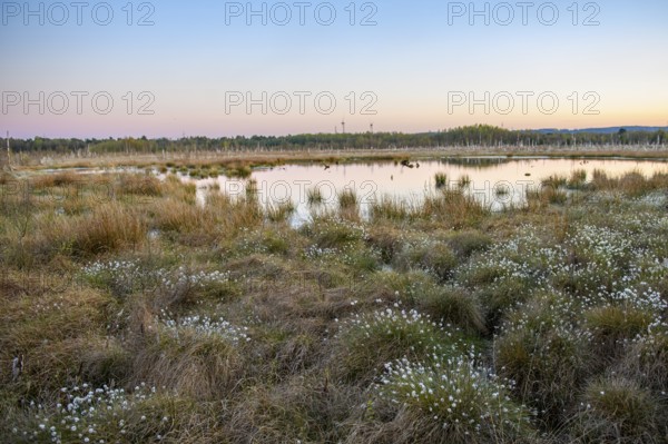 Moor at sunset with reflecting water and vegetation, birch forest (Betula pendula) in the evening