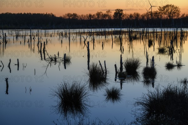 Picturesque moor landscape at sunset with water and soft colors, rewetting of a raised moor Climate