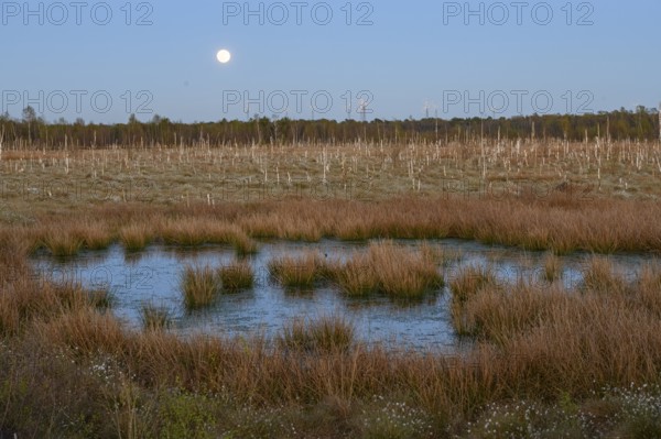 Moon over extensive moor landscape with water areas and plants, birch forest (Betula pendula) in