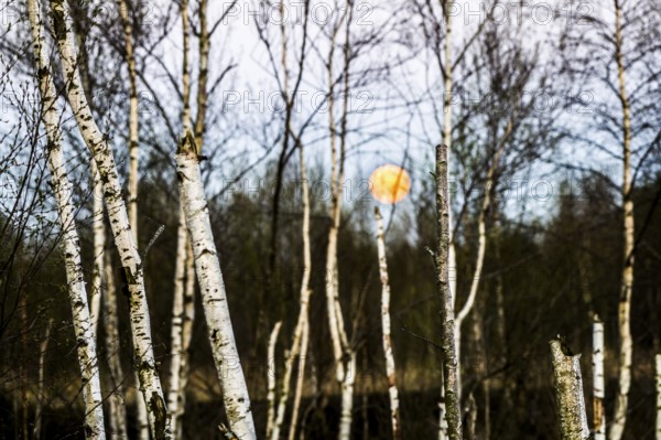 Birch forest (Betula pendula) in the evening light with rising full moon in the background,