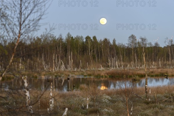 Moor under a clear sky with full moon and reflecting water, birch forest (Betula pendula) in the