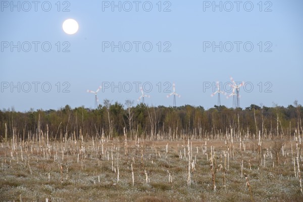 Moor landscape in daylight with moon and wind turbines on the horizon, birch forest (Betula