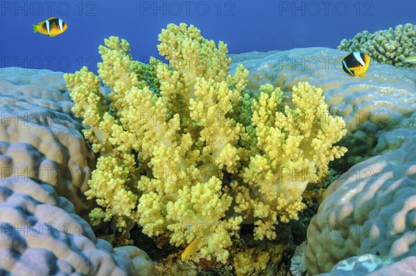 Underwater photo of yellow soft coral (Dendronephthya) growing between hard corals (Scleractinia)